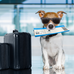 New requirements and procedures to travel with dogs to Panama